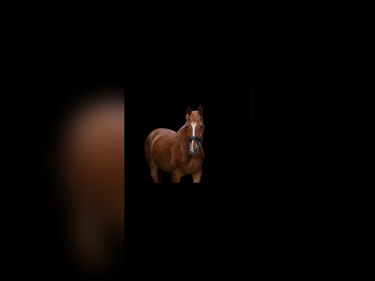 Westphalian Gelding 5 years 16 hh Chestnut-Red in Nieder-Olm