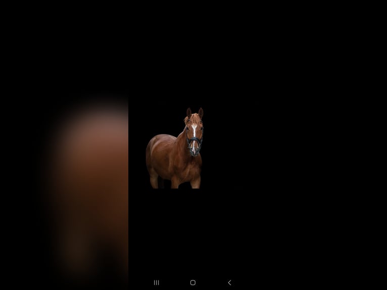 Westphalian Gelding 5 years 16 hh Chestnut-Red in Nieder-Olm
