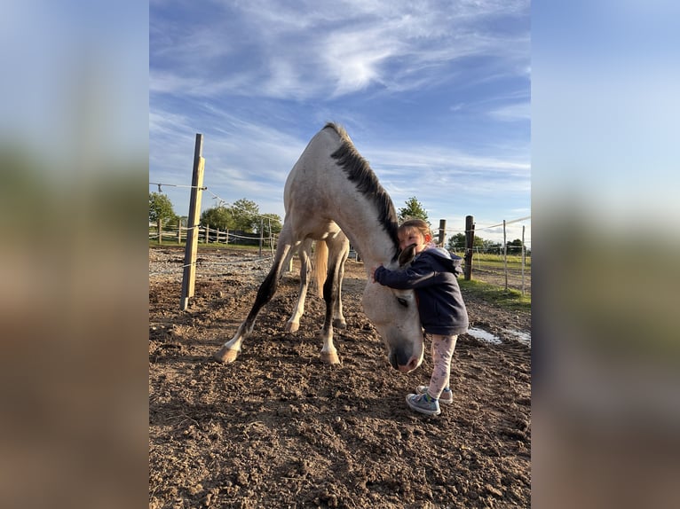Westphalian Gelding 5 years 16 hh Grey in Baden