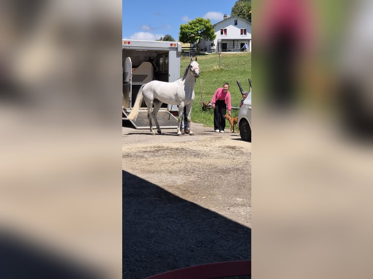 Westphalian Gelding 5 years 16 hh Grey in Sch&#xFC;pfen