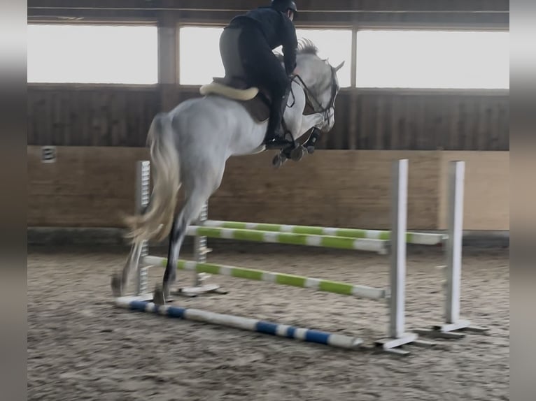 Westphalian Gelding 5 years 16 hh Grey in Sch&#xFC;pfen