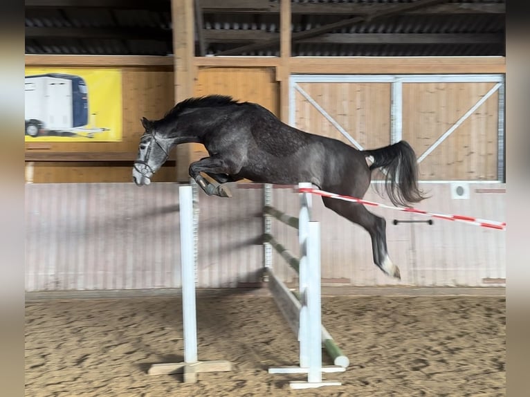 Westphalian Gelding 5 years 16 hh Grey in Schenklengsfeld