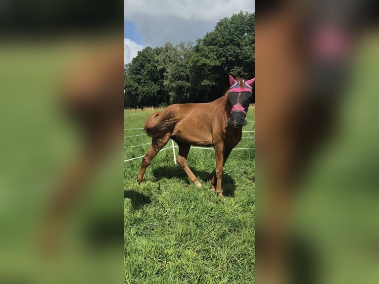 Westphalian Gelding 5 years 16 hh Sorrel in Radevormwald