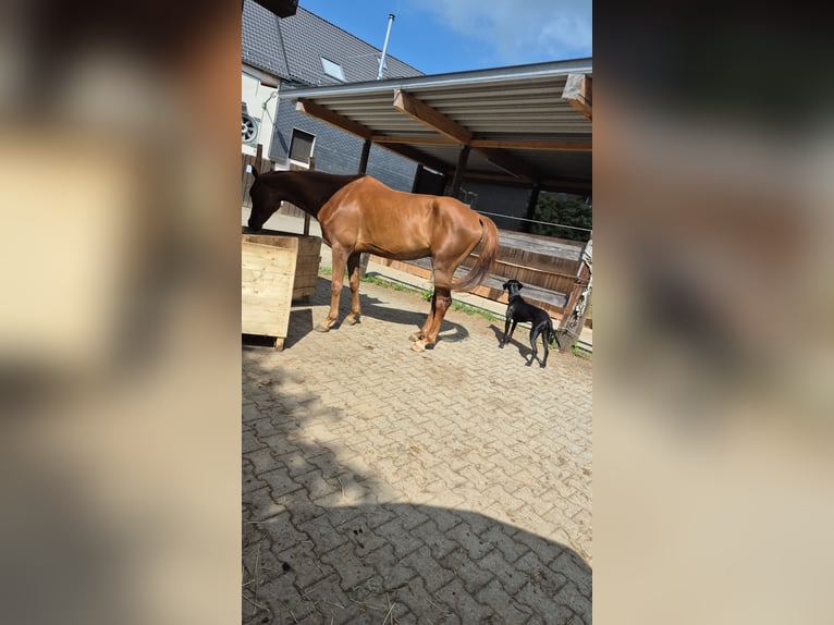 Westphalian Gelding 5 years 16 hh Sorrel in Radevormwald