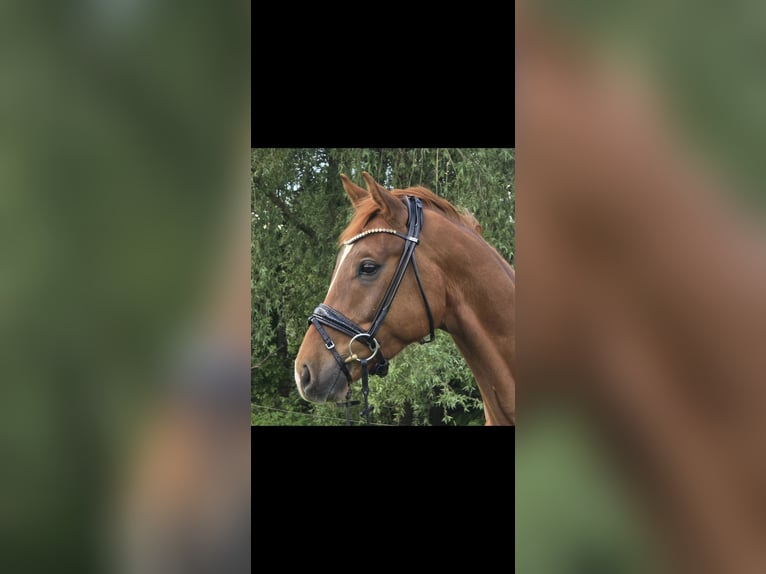 Westphalian Gelding 5 years 16 hh Sorrel in Radevormwald