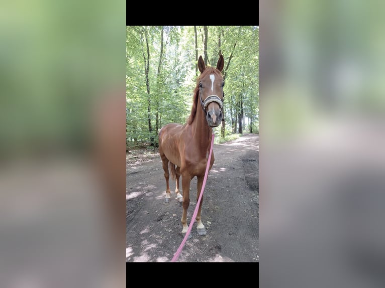 Westphalian Gelding 5 years 16 hh Sorrel in Radevormwald