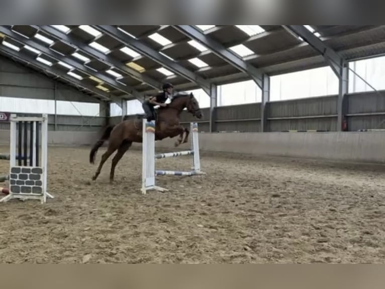 Westphalian Gelding 5 years 16 hh Sorrel in Gummersbach
