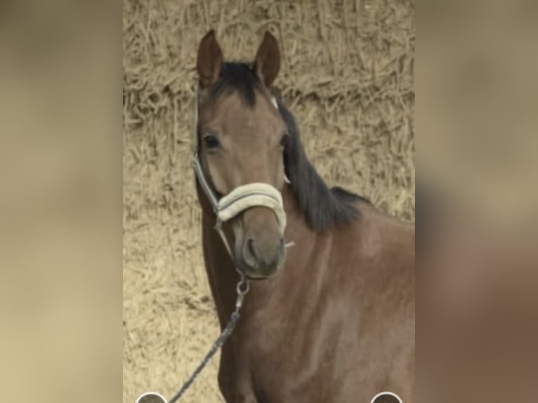 Westphalian Gelding 5 years 16 hh Sorrel in Gummersbach