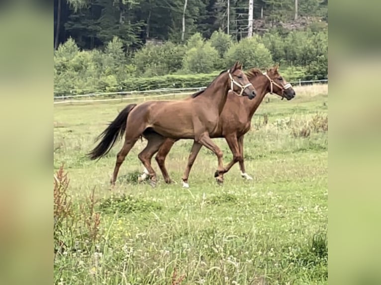 Westphalian Gelding 5 years 16 hh Sorrel in Gummersbach