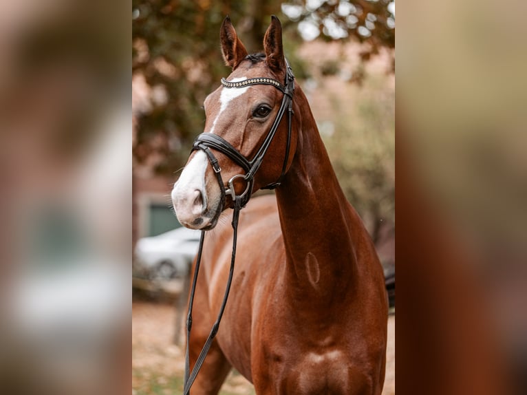 Westphalian Gelding 5 years 16,1 hh Bay-Dark in Schermbeck