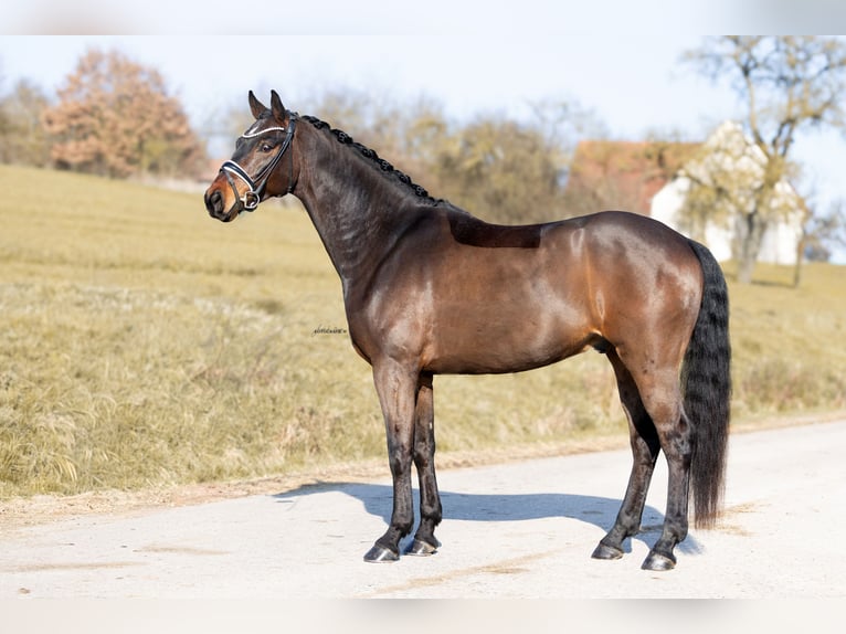 Westphalian Gelding 5 years 16,1 hh Bay-Dark in Lehrberg