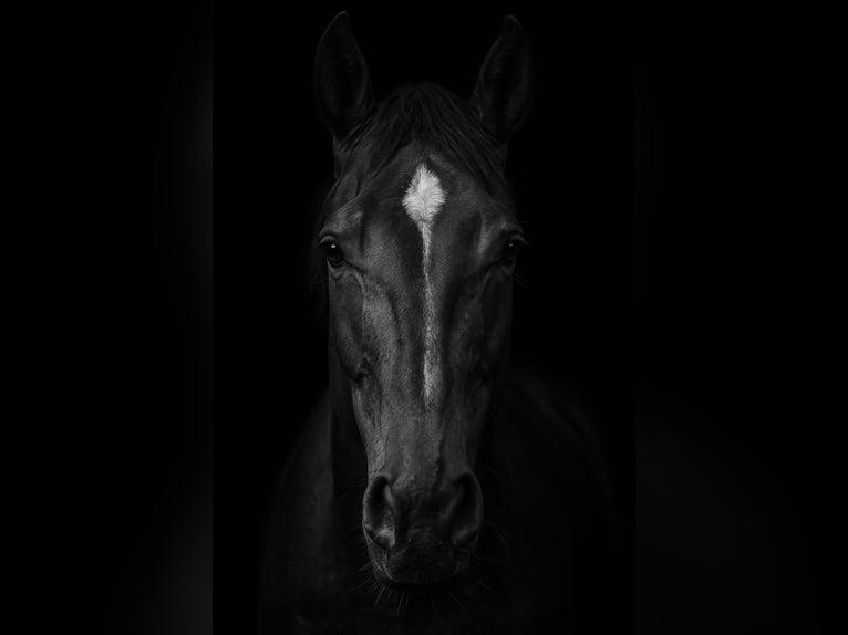 Westphalian Gelding 5 years 16,1 hh Bay-Dark in Wagenfeld