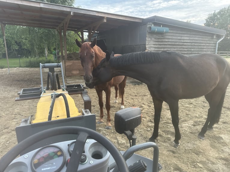 Westphalian Gelding 5 years 16,1 hh Bay-Dark in Wagenfeld