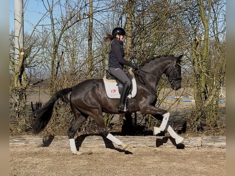Westphalian Gelding 5 years 16,1 hh Black in Fröndenberg