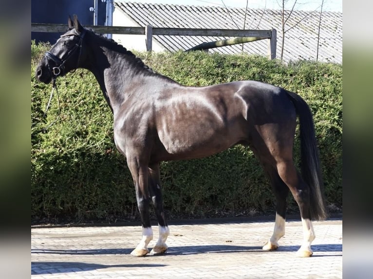 Westphalian Gelding 5 years 16,1 hh Black in Fröndenberg