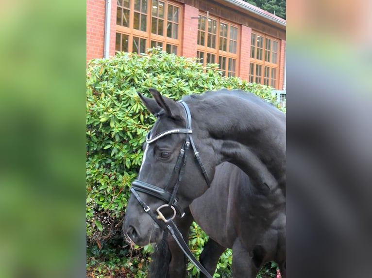 Westphalian Gelding 5 years 16,1 hh Black in Cappeln (Oldenburg)