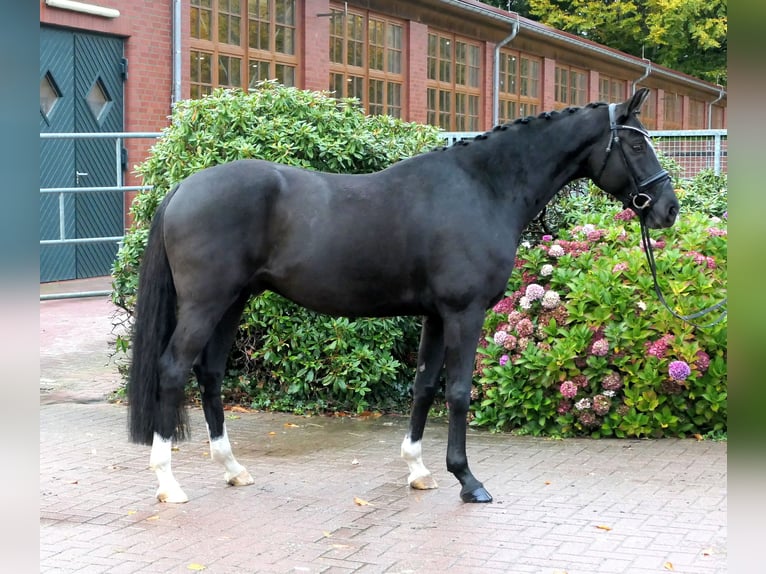 Westphalian Gelding 5 years 16,1 hh Black in Cappeln (Oldenburg)