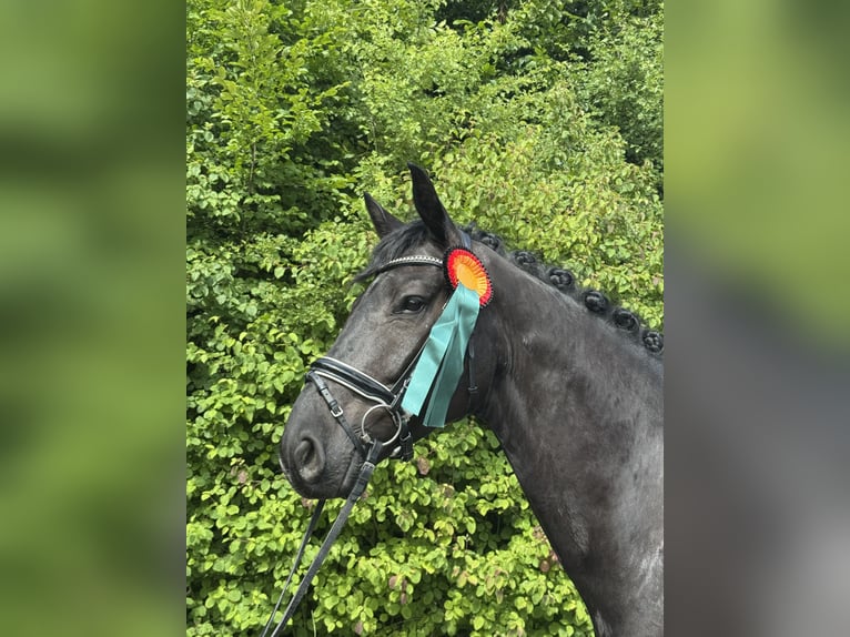 Westphalian Gelding 5 years 16,1 hh Black in Bochum