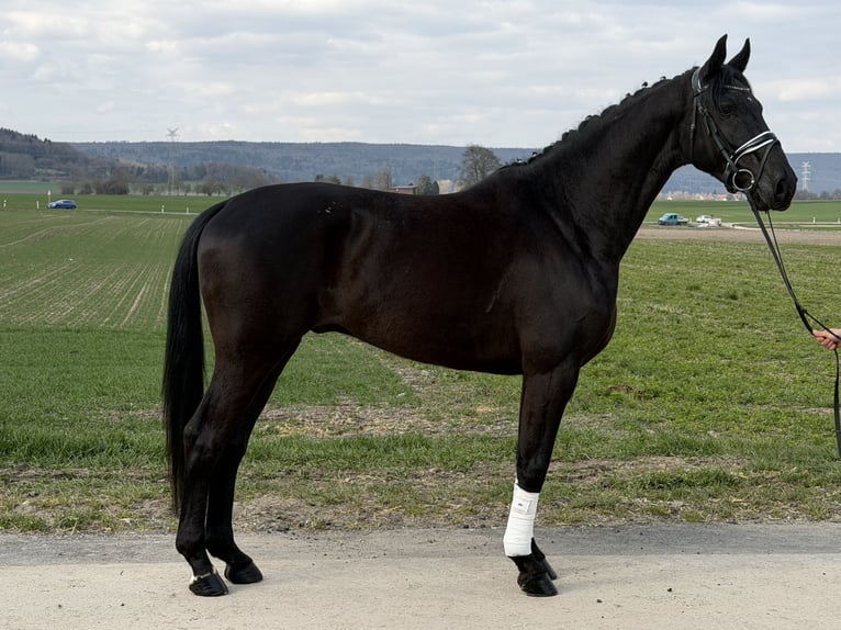 Westphalian Gelding 5 years 16,1 hh Black in Riedlingen