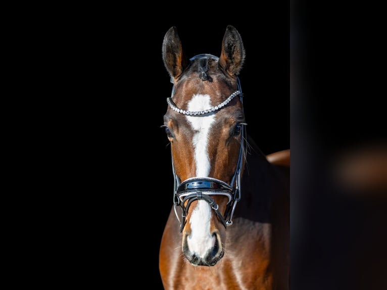 Westphalian Gelding 5 years 16,1 hh Brown in Rosenheim