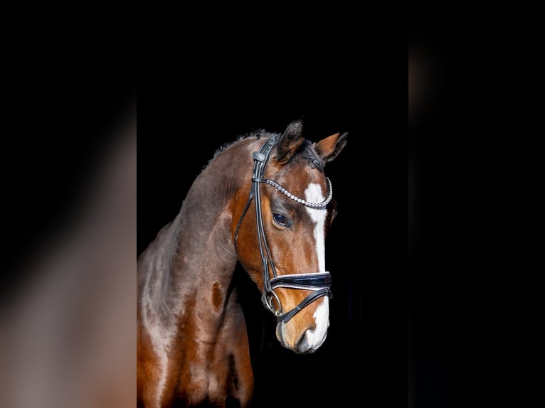 Westphalian Gelding 5 years 16,1 hh Brown in Rosenheim