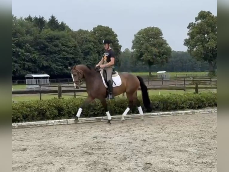 Westphalian Gelding 5 years 16,1 hh Brown in Bassum
