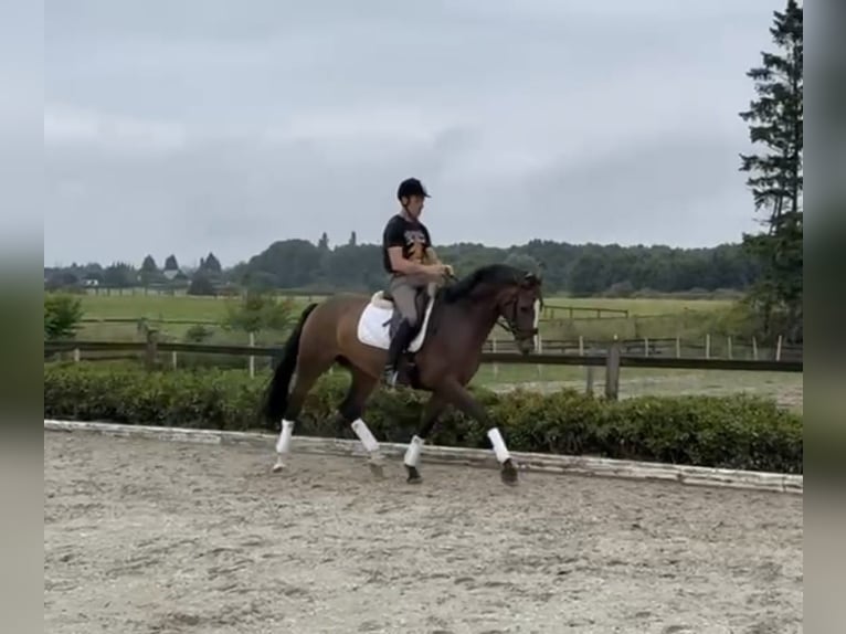 Westphalian Gelding 5 years 16,1 hh Brown in Bassum