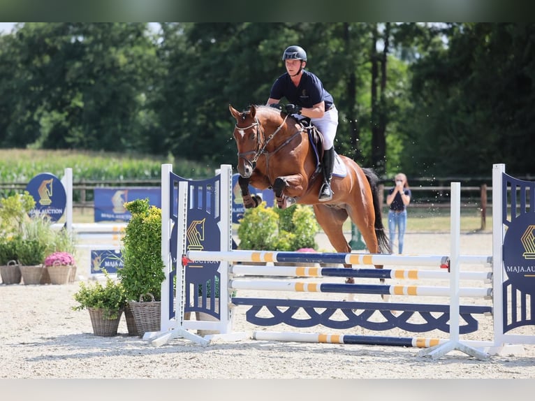 Westphalian Gelding 5 years 16,1 hh Brown in Diepholz