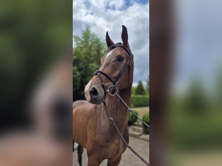 Westphalian Gelding 5 years 16,1 hh Brown in Willich