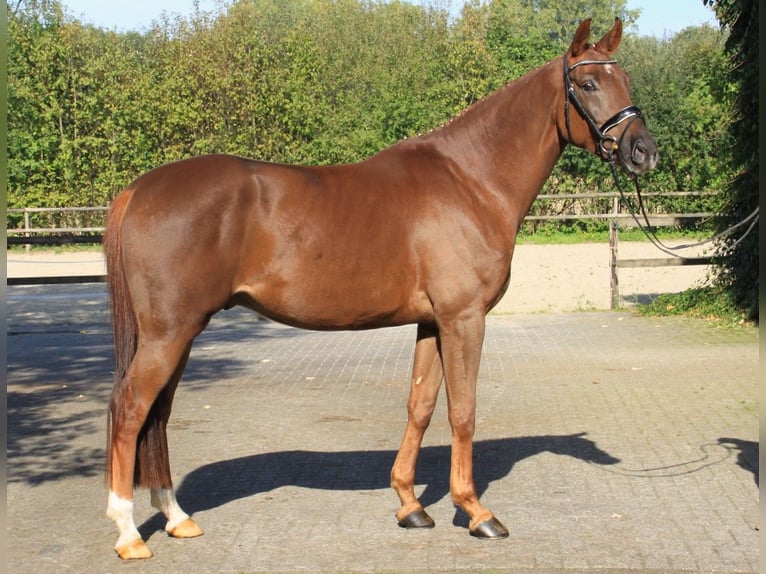 Westphalian Gelding 5 years 16,1 hh Chestnut in Gronau (Westfalen)