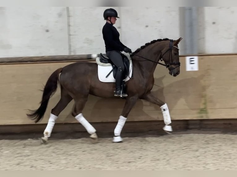 Westphalian Gelding 5 years 16,1 hh Chestnut in Jengen