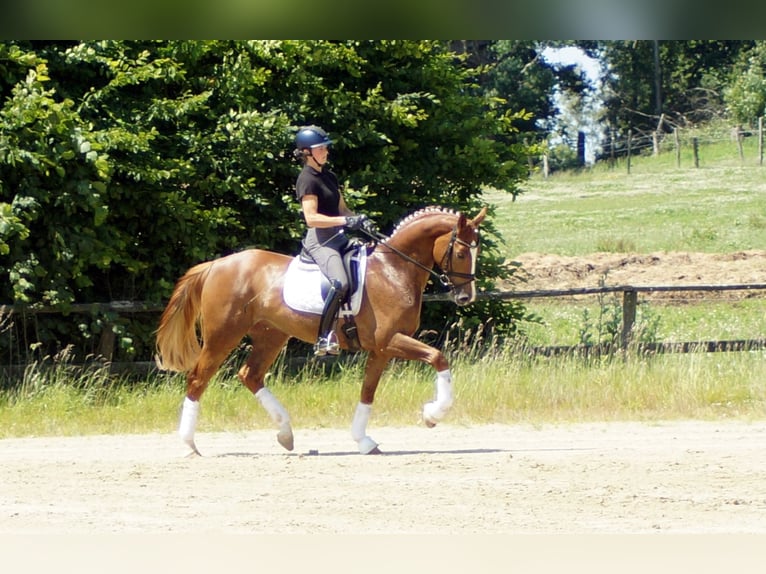 Westphalian Gelding 5 years 16,1 hh Chestnut-Red in Iserlohn