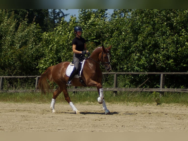 Westphalian Gelding 5 years 16,1 hh Chestnut-Red in Iserlohn