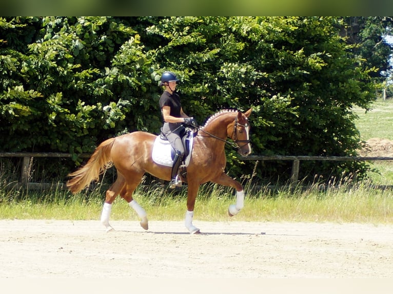 Westphalian Gelding 5 years 16,1 hh Chestnut-Red in Iserlohn