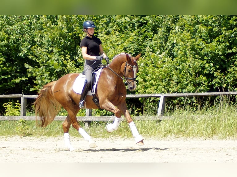 Westphalian Gelding 5 years 16,1 hh Chestnut-Red in Iserlohn