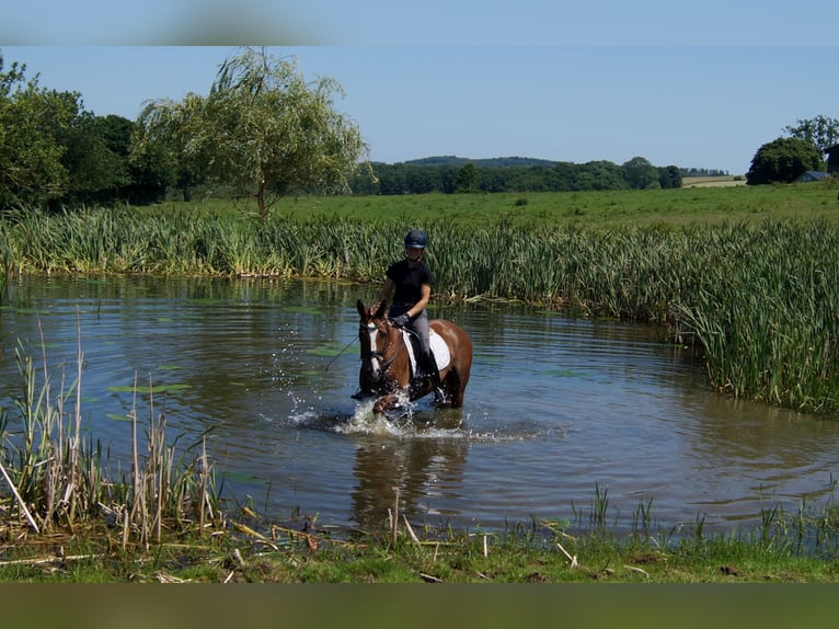 Westphalian Gelding 5 years 16,1 hh Chestnut-Red in Iserlohn