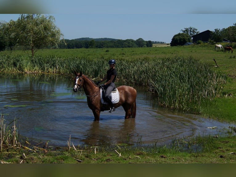 Westphalian Gelding 5 years 16,1 hh Chestnut-Red in Iserlohn