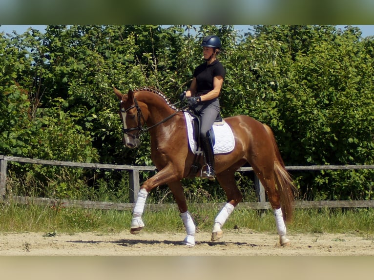 Westphalian Gelding 5 years 16,1 hh Chestnut-Red in Iserlohn