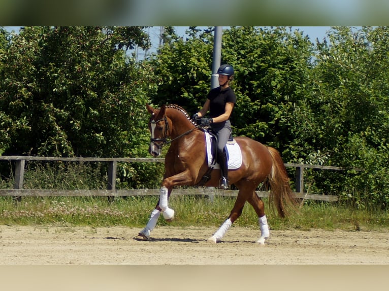 Westphalian Gelding 5 years 16,1 hh Chestnut-Red in Iserlohn