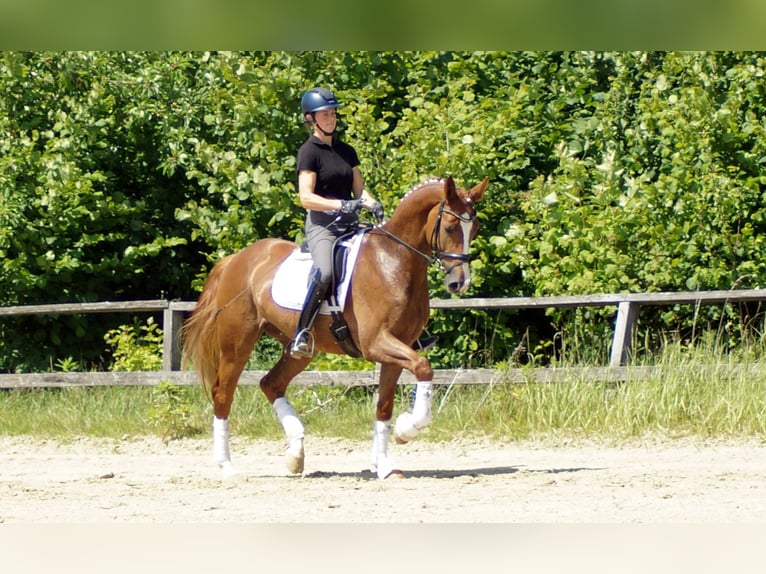 Westphalian Gelding 5 years 16,1 hh Chestnut-Red in Iserlohn