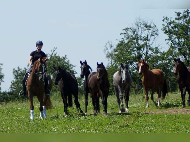 Westphalian Gelding 5 years 16,1 hh Chestnut-Red in Iserlohn