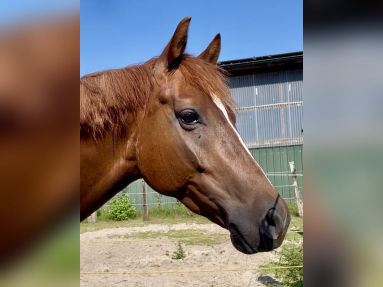 Westphalian Gelding 5 years 16,1 hh Chestnut-Red in H&#xF6;rstel/Dreierwalde