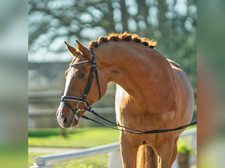 Westphalian Gelding 5 years 16,1 hh Chestnut-Red in Münster-Handorf