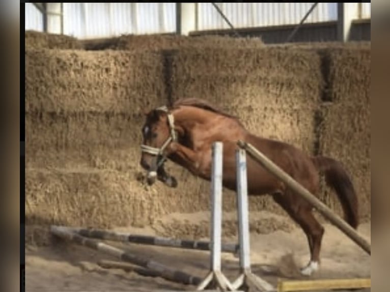 Westphalian Gelding 5 years 16,1 hh Chestnut-Red in Gummersbach
