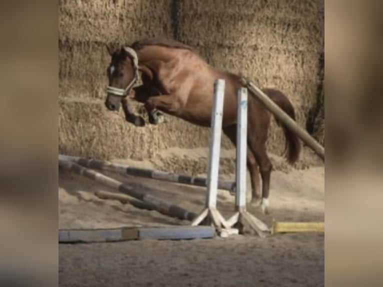 Westphalian Gelding 5 years 16,1 hh Chestnut-Red in Gummersbach