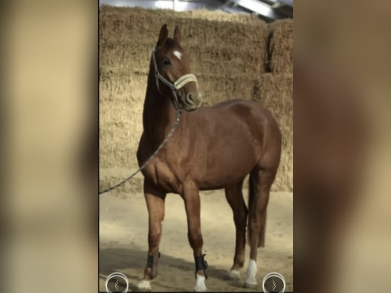 Westphalian Gelding 5 years 16,1 hh Chestnut-Red in GummersbachGummersbach