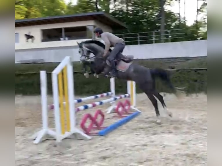 Westphalian Gelding 5 years 16,1 hh Gray in Windhagen