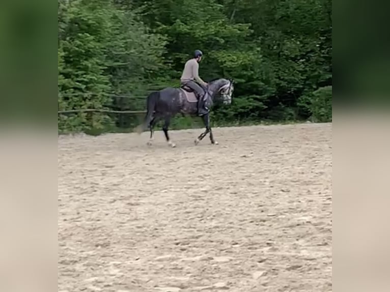 Westphalian Gelding 5 years 16,1 hh Gray in Windhagen