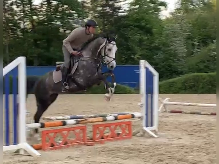 Westphalian Gelding 5 years 16,1 hh Gray in Windhagen