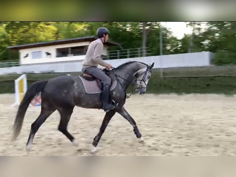 Westphalian Gelding 5 years 16,1 hh Gray in Windhagen